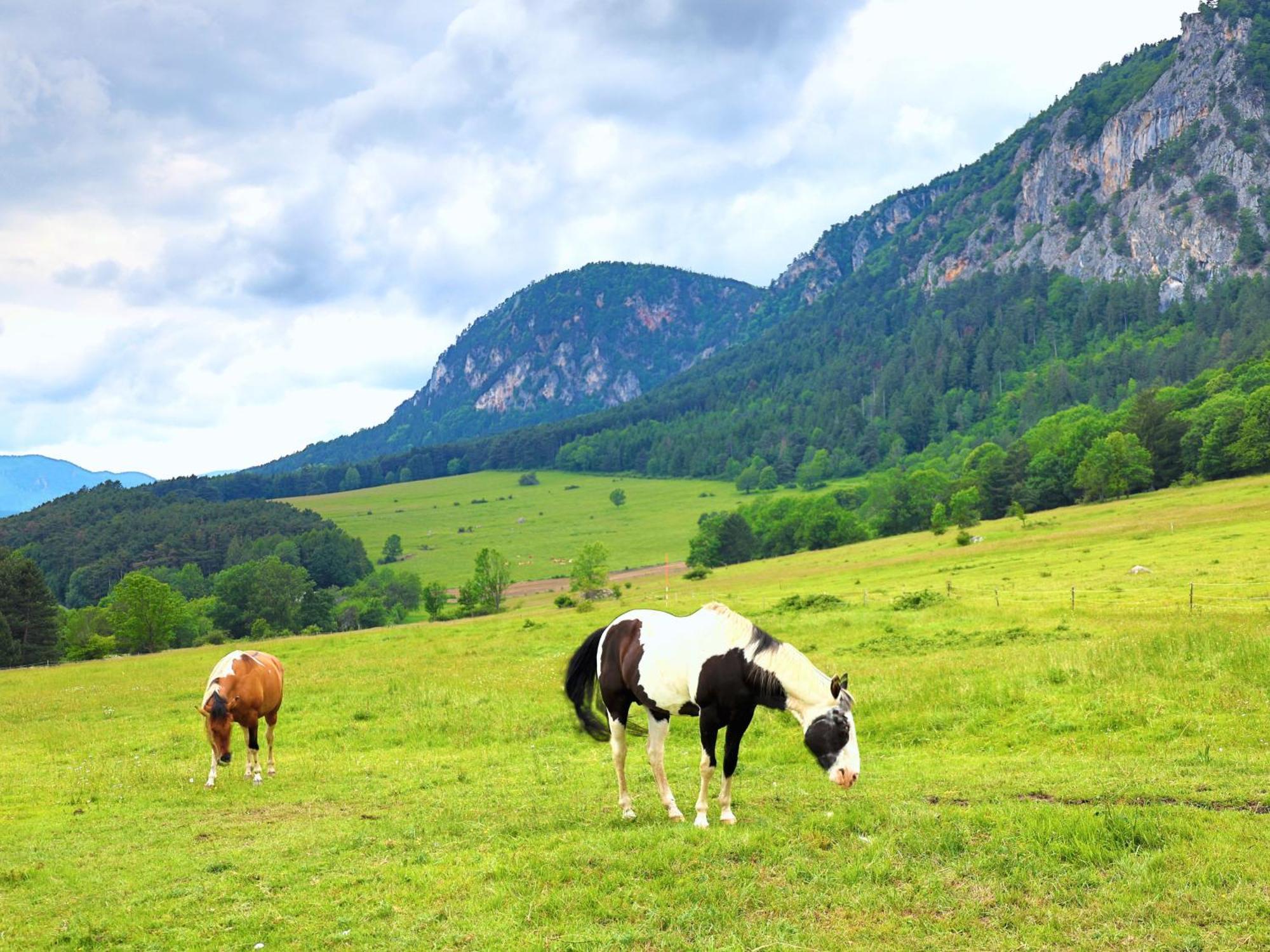 Glamping Hohe Wand - Zelt Mit Sternenfenster Und Whirlpool
